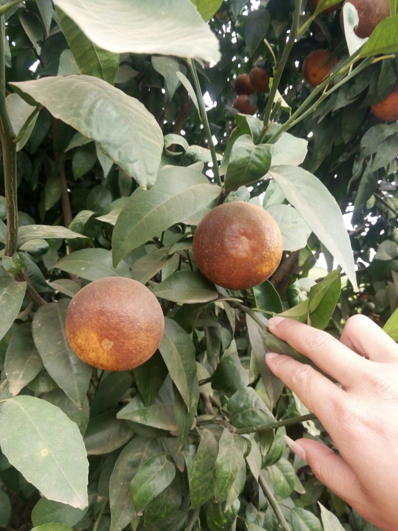 沃柑罗汉果