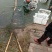 淡水鱼类