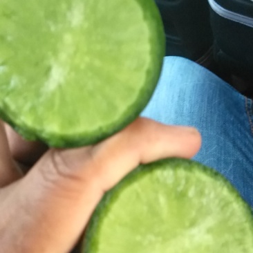 沙窝萝卜