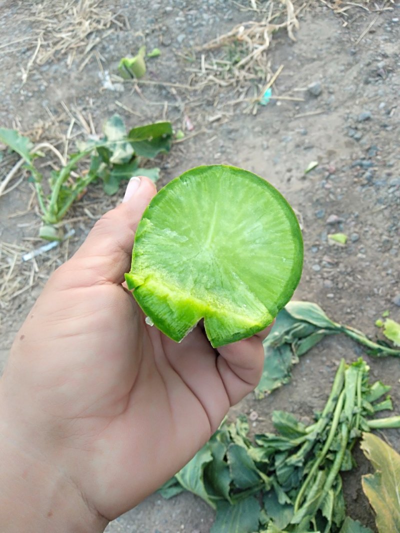 沙窝萝卜