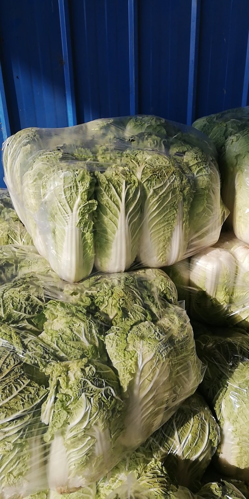 北京三号长白菜，质量好，耐运输，耐储藏，单个5斤。