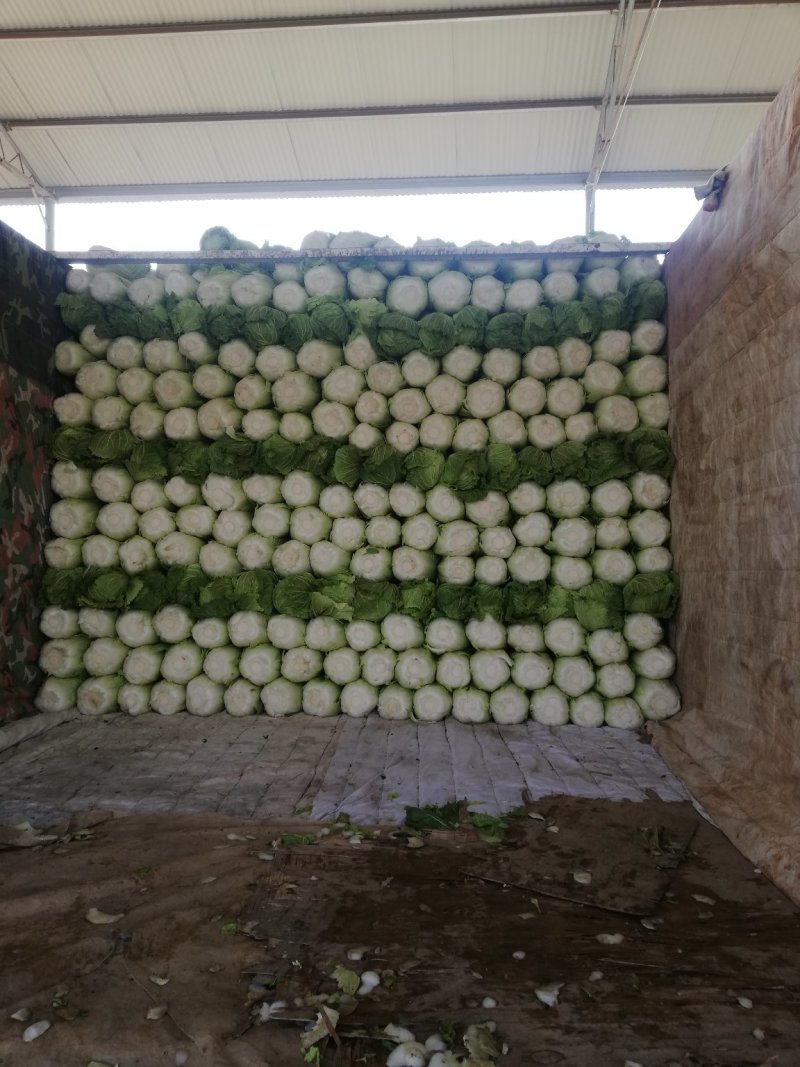 北京三号长白菜，质量好，耐运输，耐储藏，单个5斤。