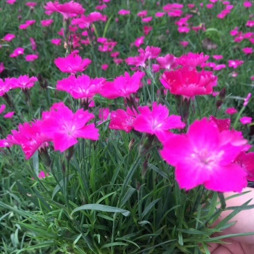 欧石竹，石竹花，四川欧石竹价格，成都欧石竹批发