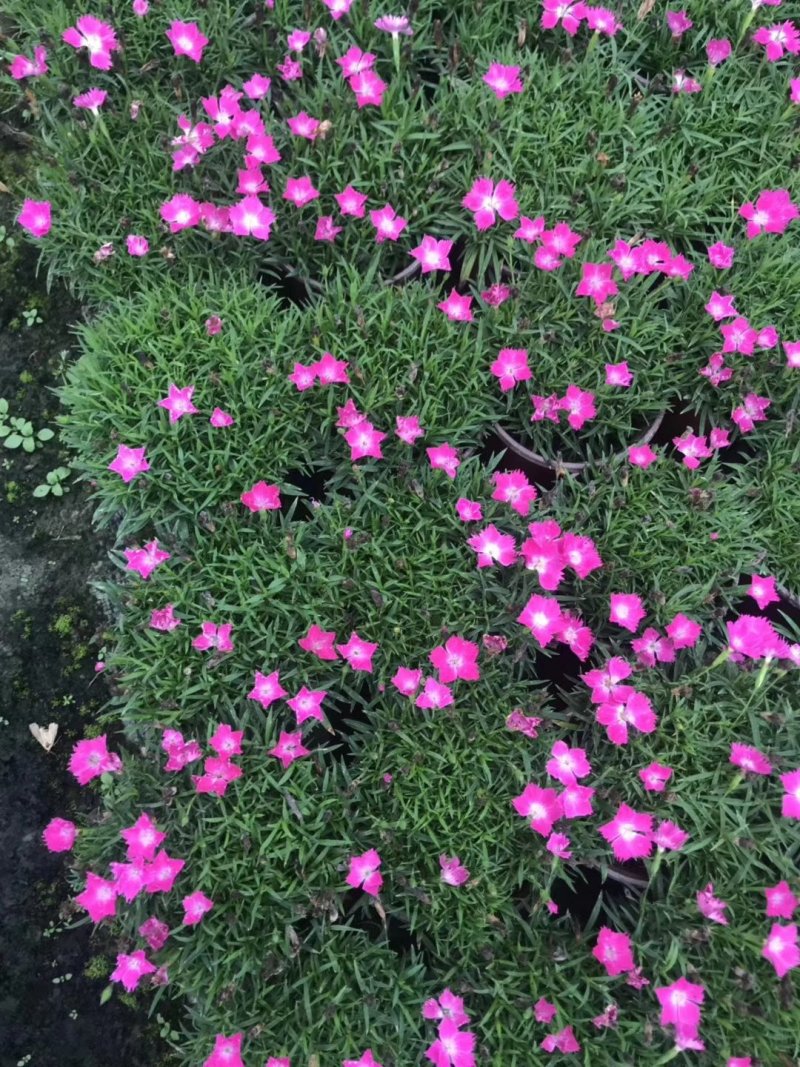 欧石竹，石竹花，四川欧石竹价格，成都欧石竹批发