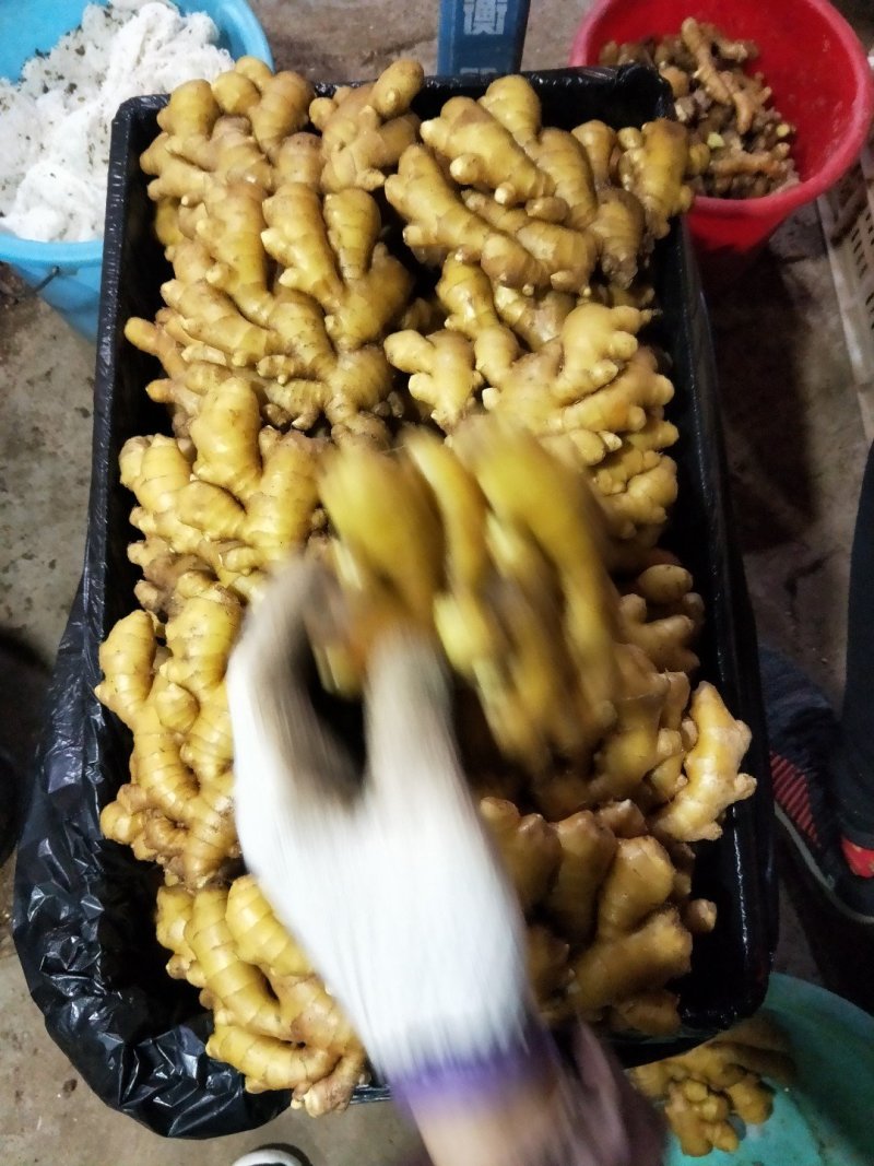 山东精品生姜货源充足品质好颜色好辣味足质量有保障