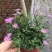 姬小菊，紫色小菊花，四川姬小菊价格，成都姬小菊批发