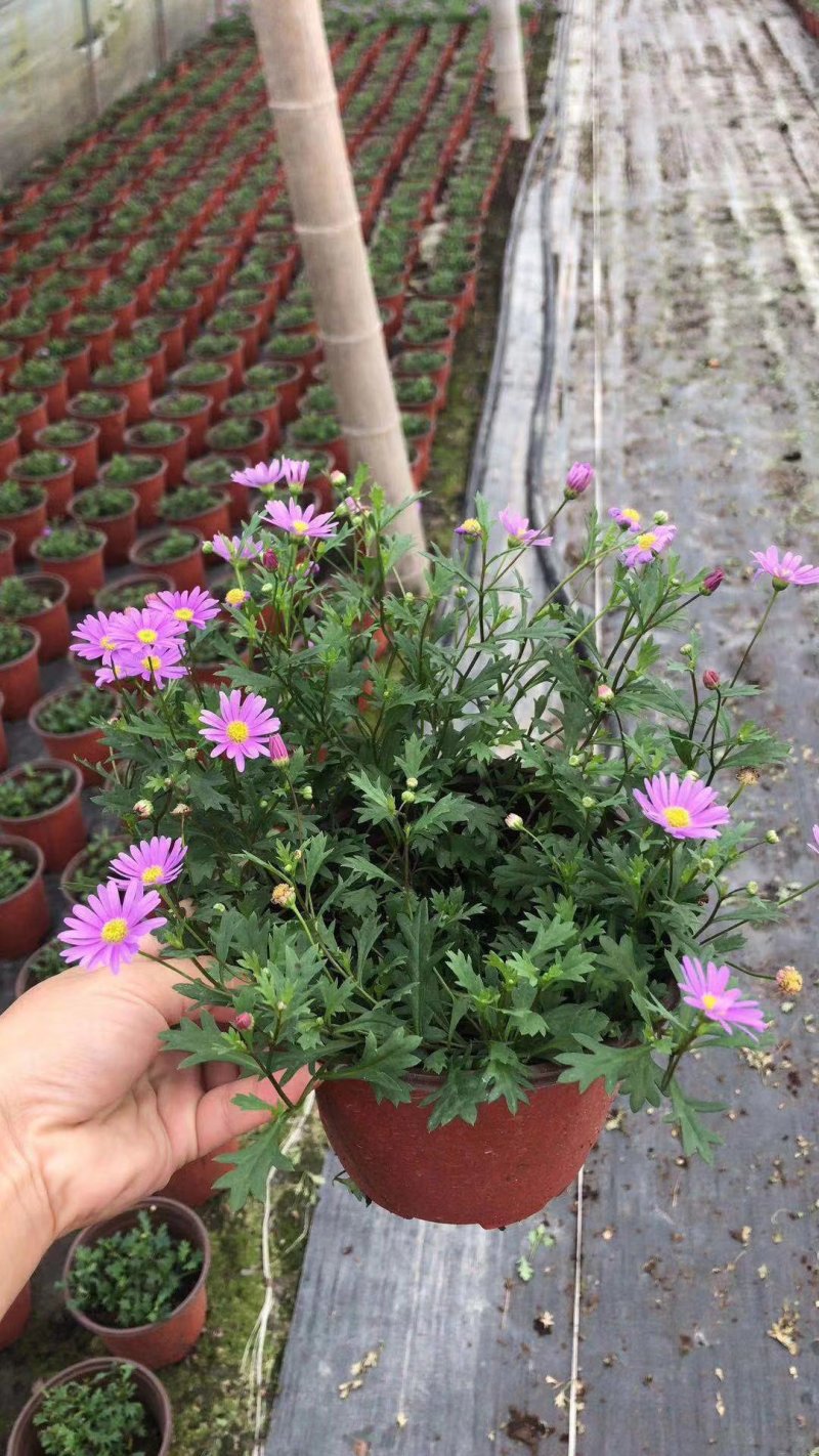 姬小菊，紫色小菊花，四川姬小菊价格，成都姬小菊批发
