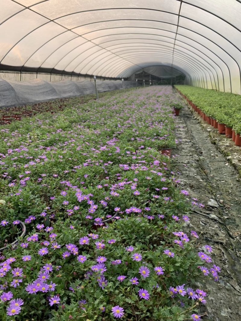 姬小菊，紫色小菊花，四川姬小菊价格，成都姬小菊批发