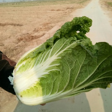 黄心大白