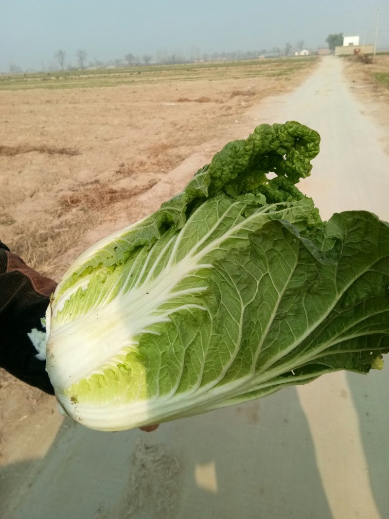 黄心大白