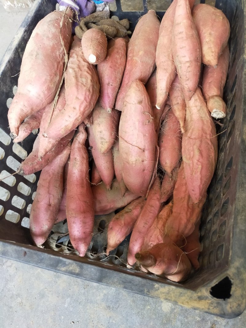 烟薯25长期有货，商品薯次薯大量出货河北产地支持全国发货
