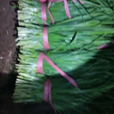 蔬菜大量上市欢迎采购