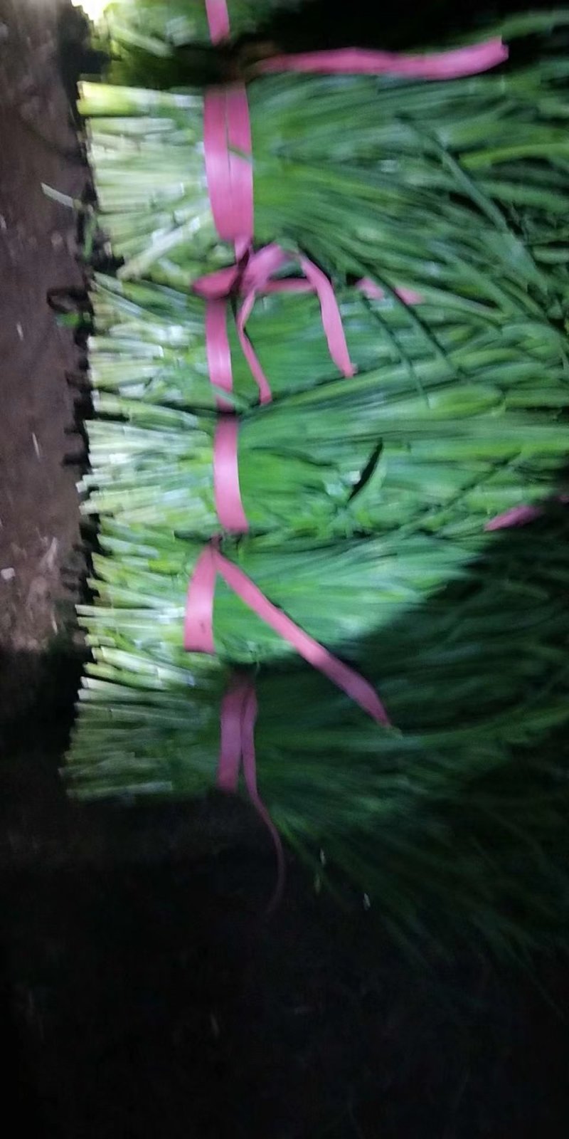 蔬菜大量上市欢迎采购