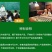 野生藤茶特级明前嫩芽礼盒装300g一盒
