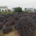 精品红继木球批发零售1米到2米冠幅精品天诚苗圃