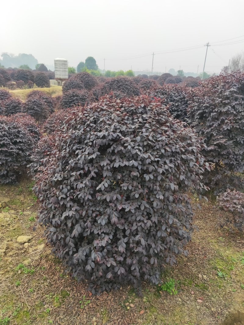 精品红继木球批发零售1米到2米冠幅精品天诚苗圃