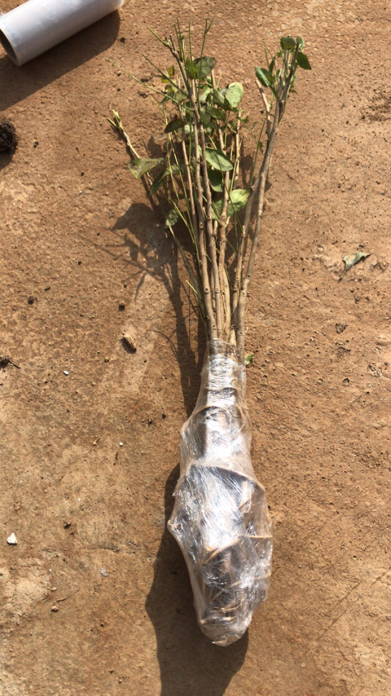 正宗紫藤苗免费包邮不与假货拼价格量大提供发票
