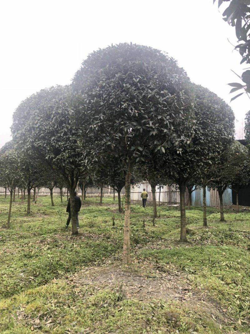 庭院精选湖南桂花丹桂八月桂基地直销天诚苗圃