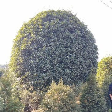 庭院精选湖南桂花丹桂八月桂基地直销天诚苗圃