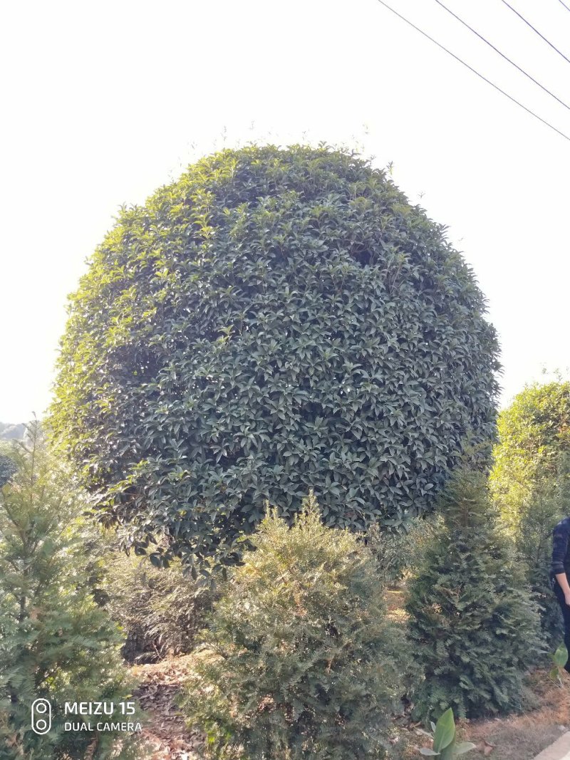 庭院精选湖南桂花丹桂八月桂基地直销天诚苗圃
