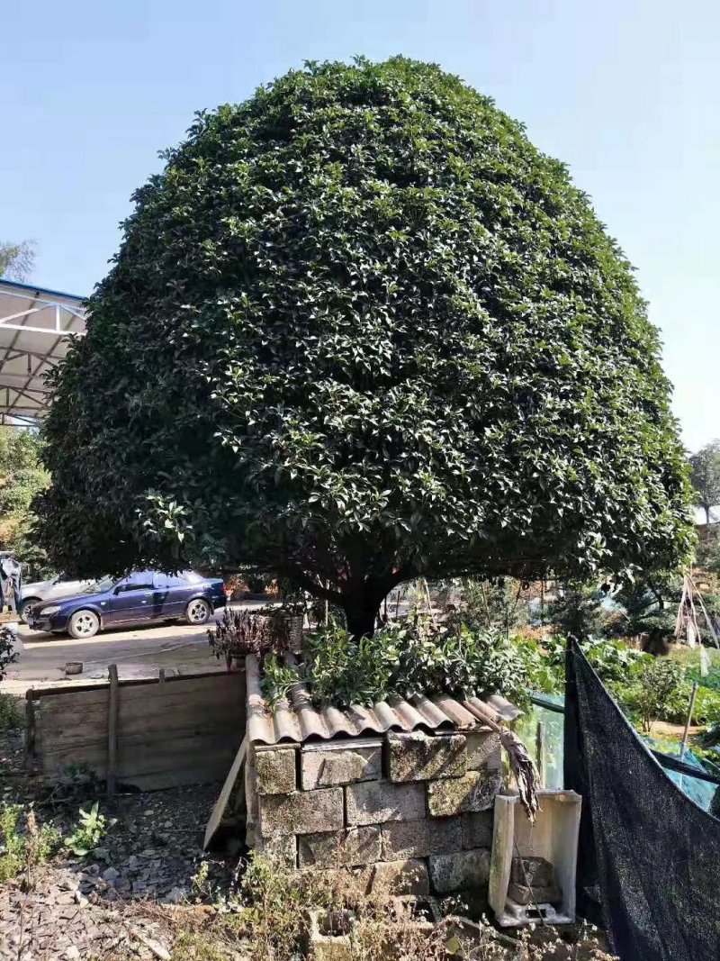 庭院精选湖南桂花丹桂八月桂基地直销天诚苗圃
