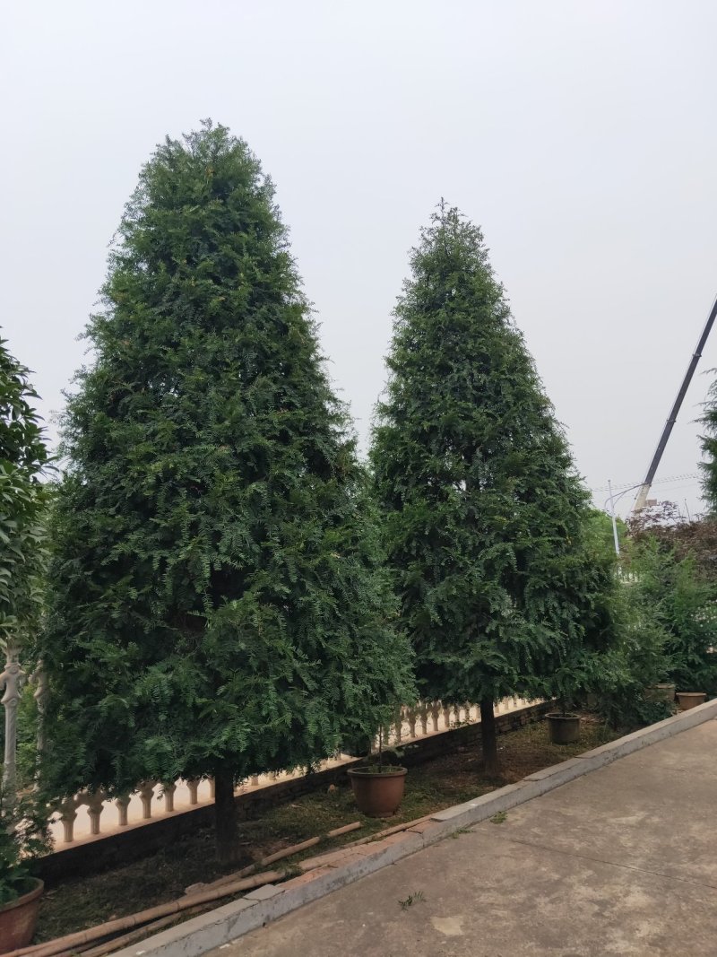 基地直销南方红豆杉，庭院精选红豆杉天诚苗圃