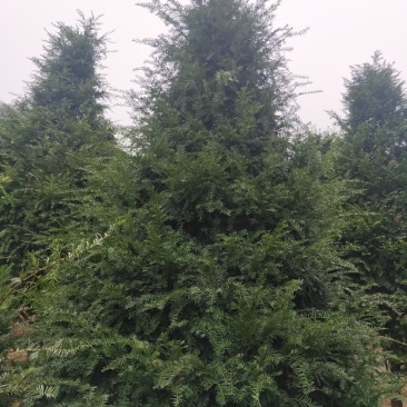 基地直销南方红豆杉,庭院精选红豆杉天诚苗圃