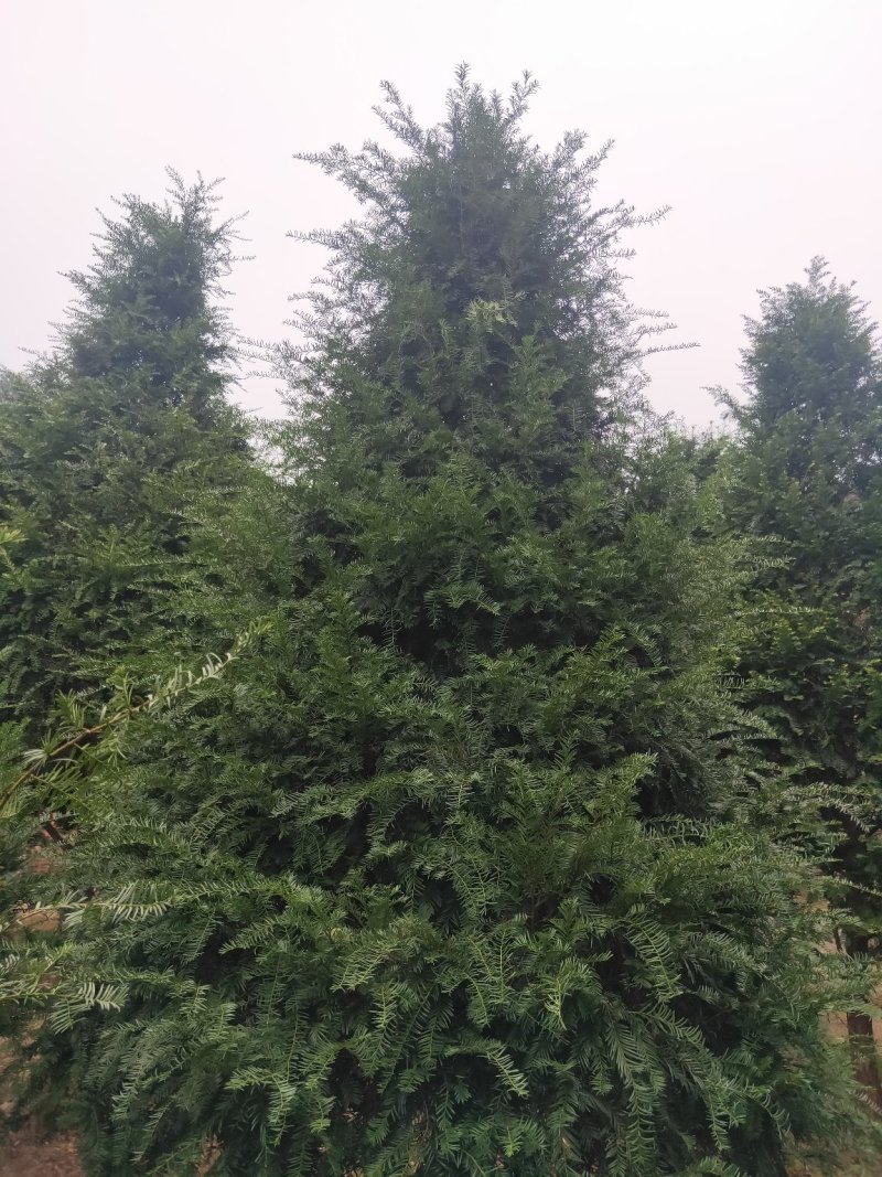 基地直销南方红豆杉，庭院精选红豆杉天诚苗圃