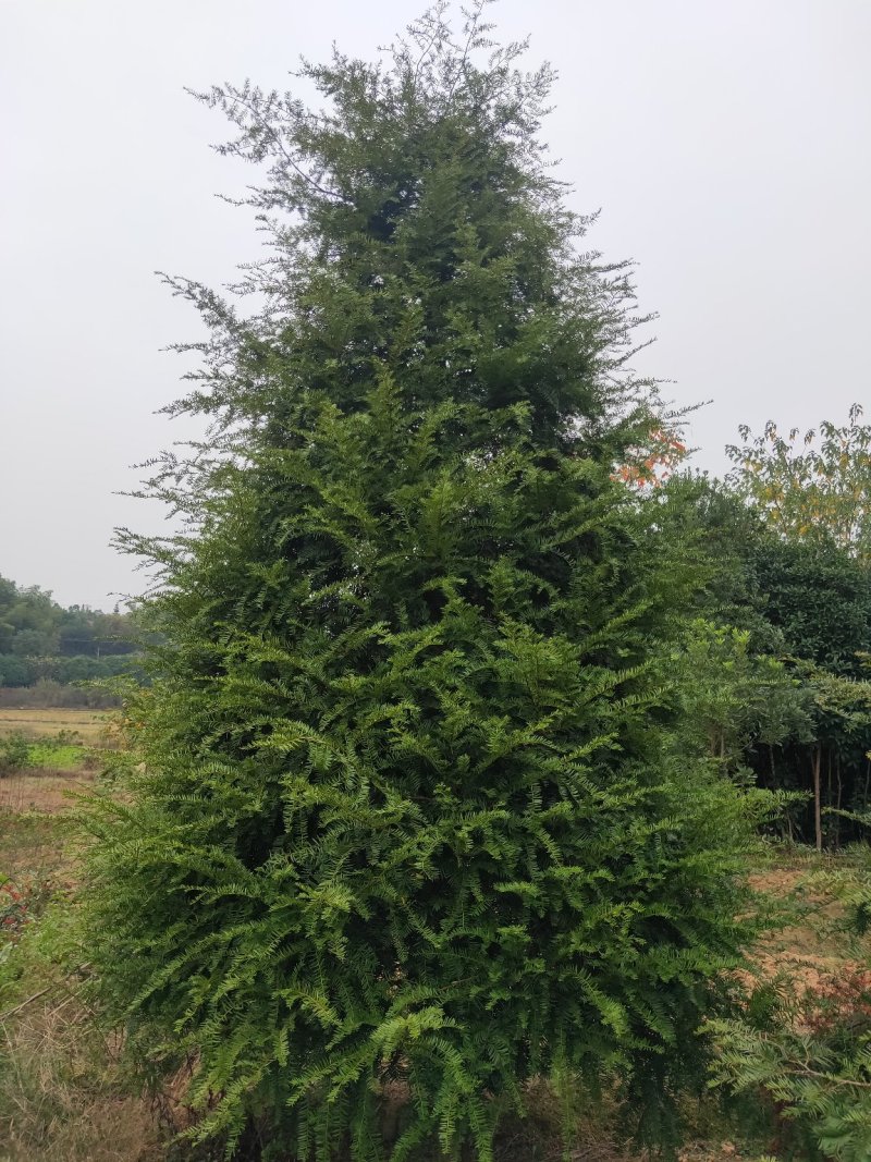 基地直销南方红豆杉，庭院精选红豆杉天诚苗圃