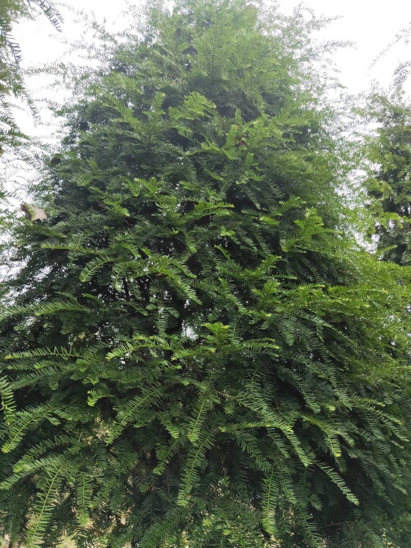 基地直销南方红豆杉，庭院精选红豆杉天诚苗圃