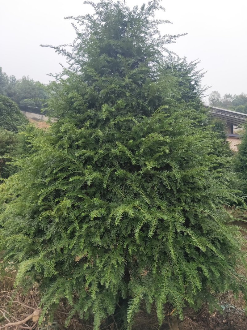 基地直销南方红豆杉，庭院精选红豆杉天诚苗圃