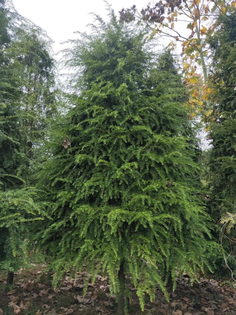 基地直销南方红豆杉，庭院精选红豆杉天诚苗圃