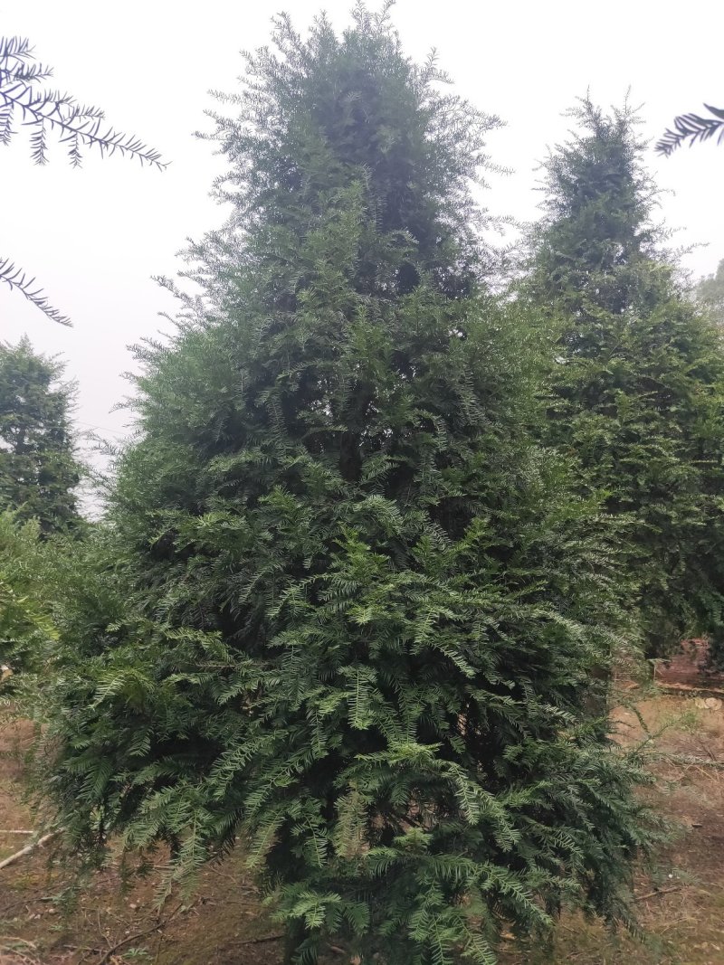 基地直销南方红豆杉，庭院精选红豆杉天诚苗圃