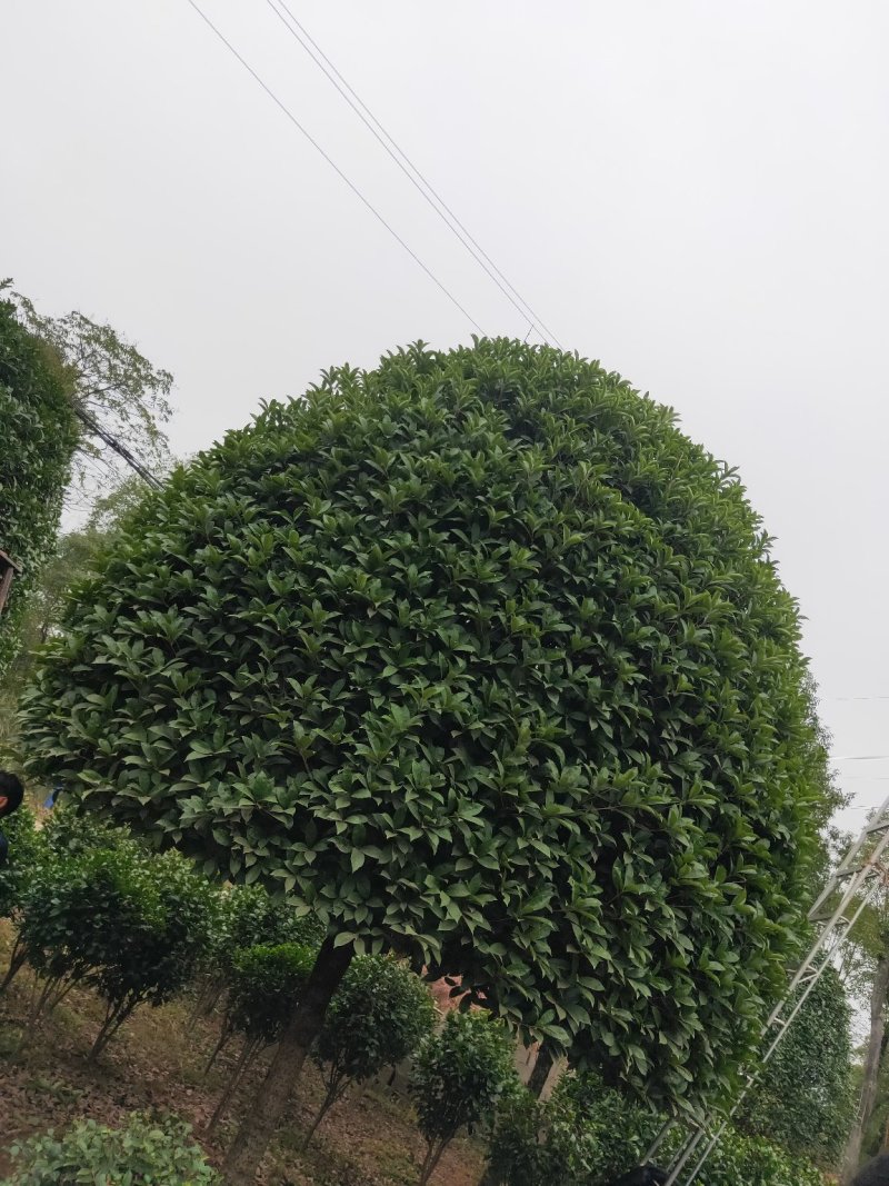 基地直销南方红豆杉，庭院精选红豆杉天诚苗圃