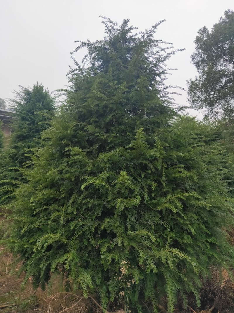 基地直销南方红豆杉，庭院精选红豆杉天诚苗圃