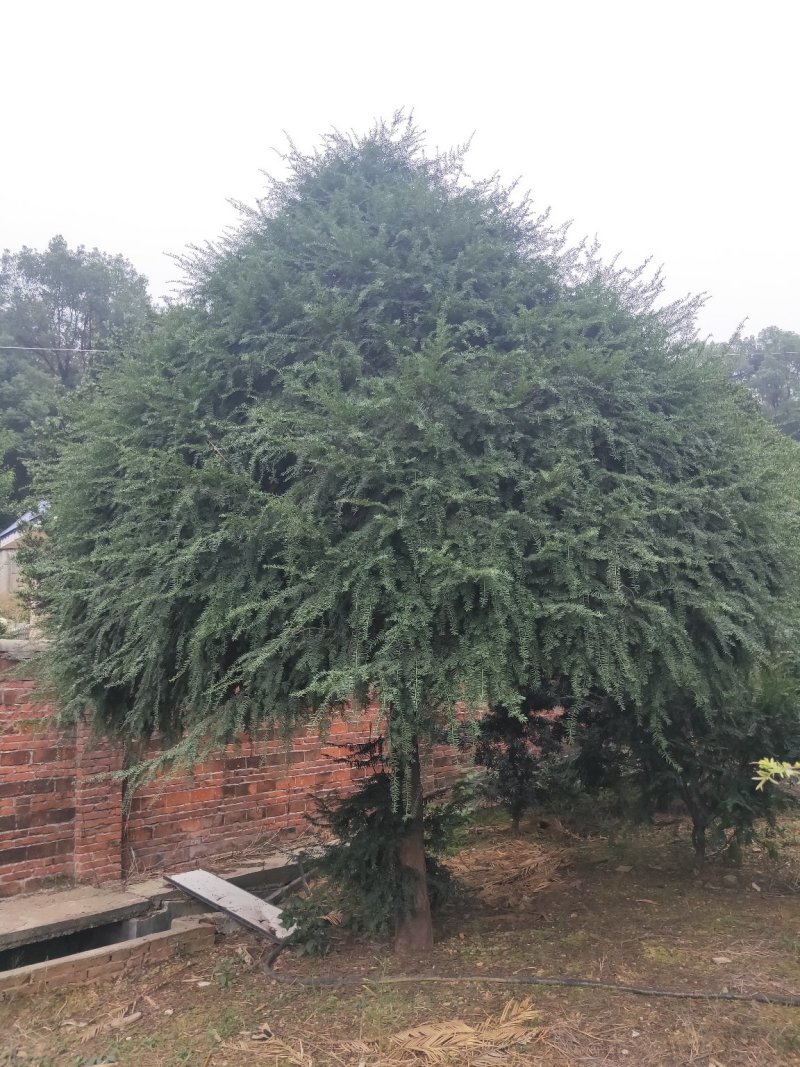 基地直销南方红豆杉，庭院精选红豆杉天诚苗圃