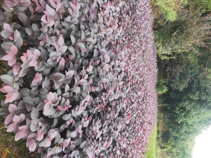 大量供应色块红花檵木地被色块苗天诚苗圃