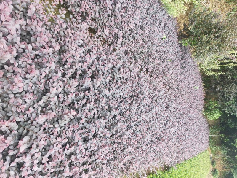 大量供应色块红花檵木地被色块苗天诚苗圃