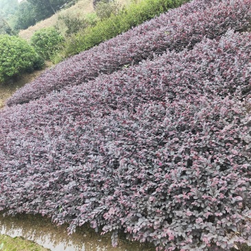 大量供应色块红花檵木地被色块苗天诚苗圃