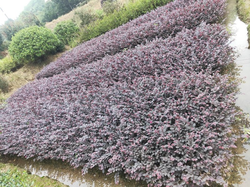 大量供应色块红花檵木地被色块苗天诚苗圃