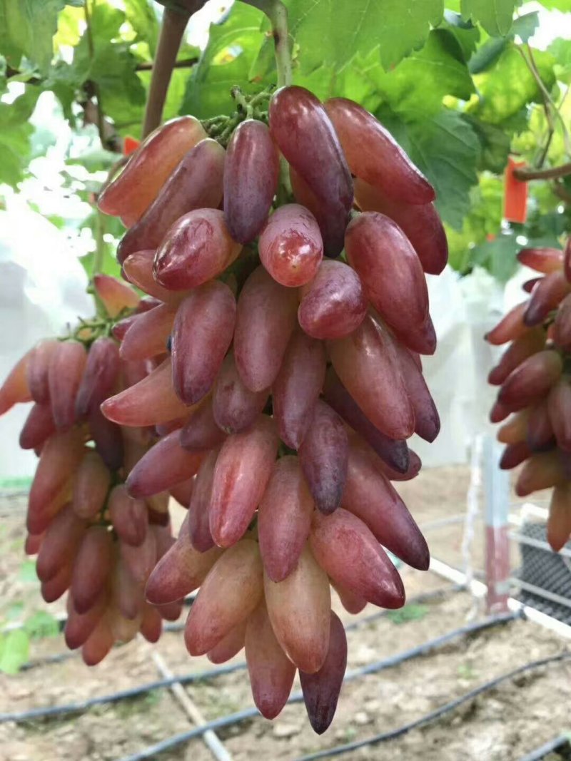 巨峰葡萄苗是中早熟品种，抗病强，果粒大等特点。