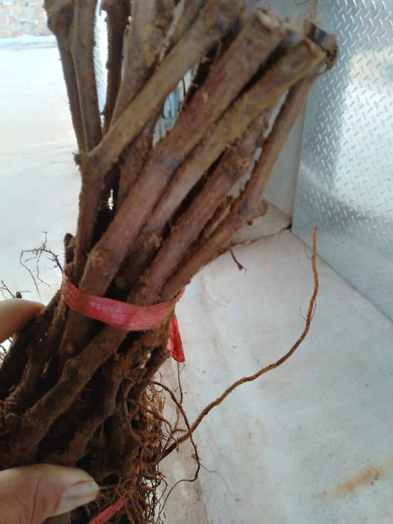 巨峰葡萄苗是中早熟品种，抗病强，果粒大等特点。