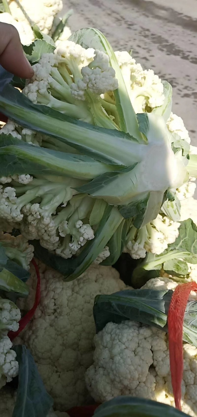 福建蔬菜，有机花，青梗散花，松花菜，菜花，产地直销