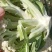 福建蔬菜，有机花，青梗散花，松花菜，菜花，产地直销