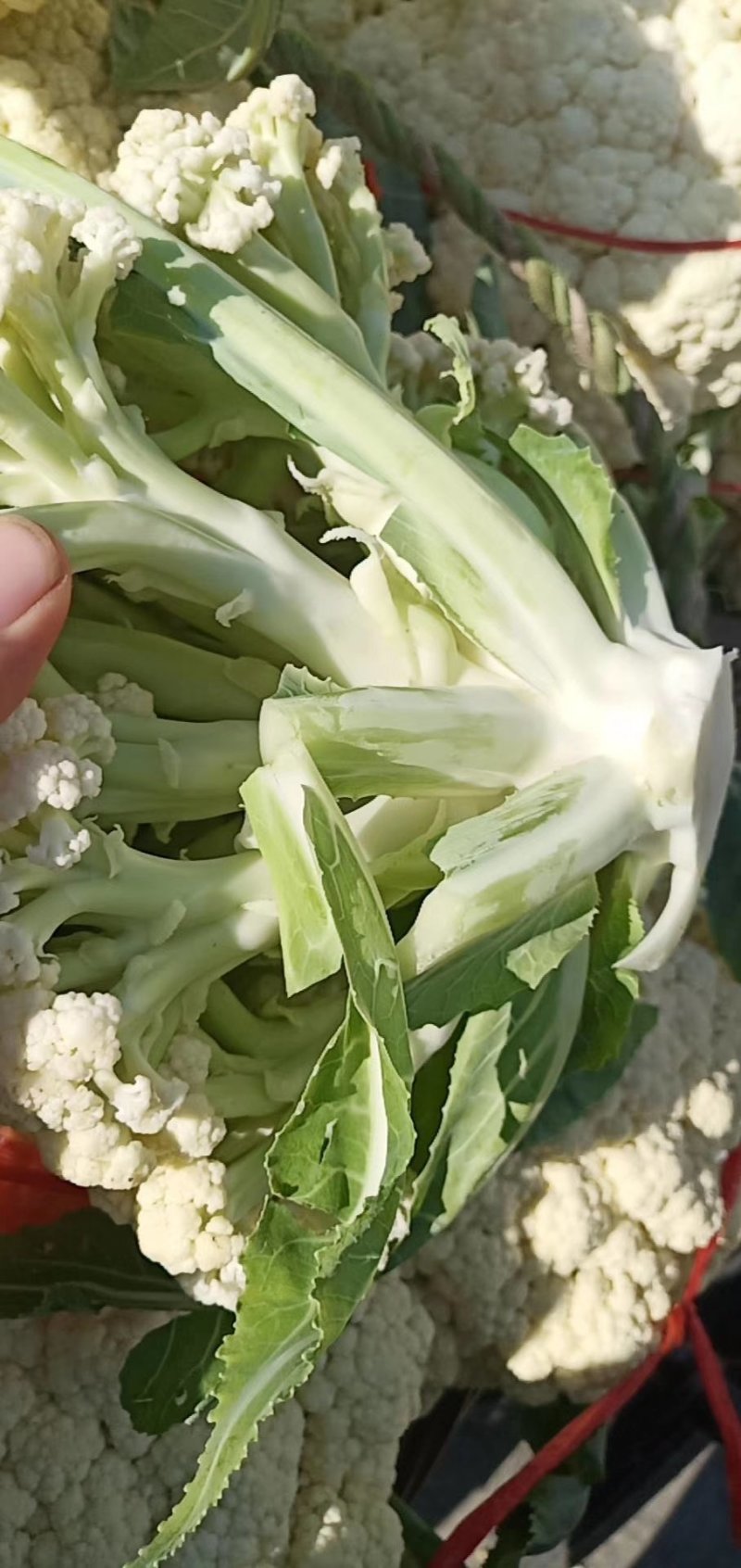 福建蔬菜，有机花，青梗散花，松花菜，菜花，产地直销