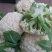 四川花菜成都蔬菜基地直供散花松花菜新鲜有机花菜