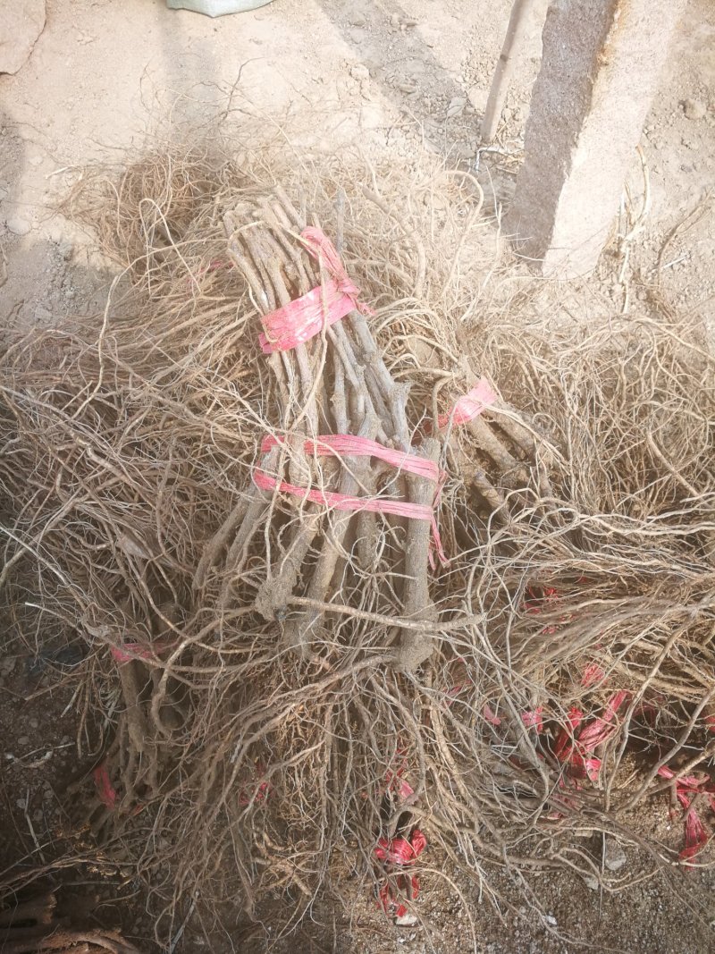 夏黑葡萄苗基地直发早熟品种丰产性好