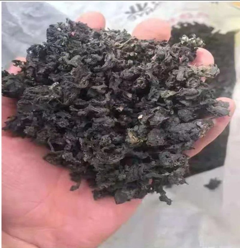 《地皮菜》野生地皮菜/多次过筛收选干净无杂，电商货，泡货
