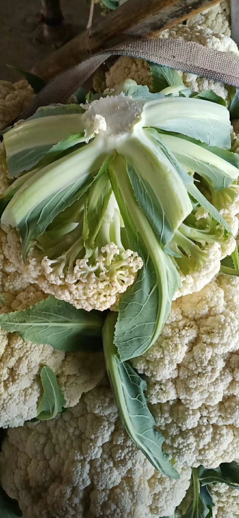 菜花
