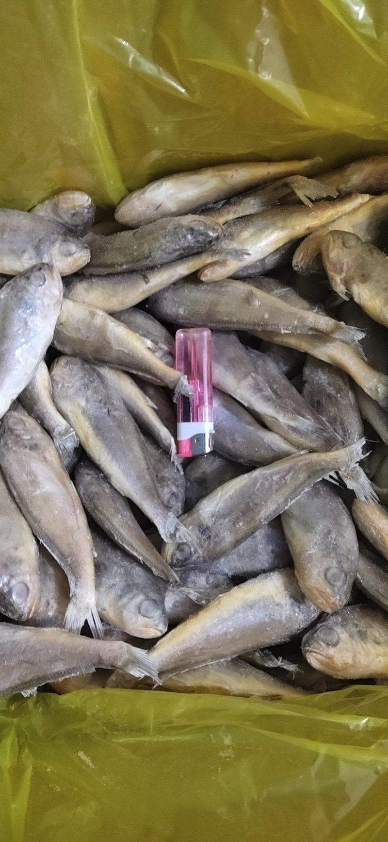 单冻小黄花